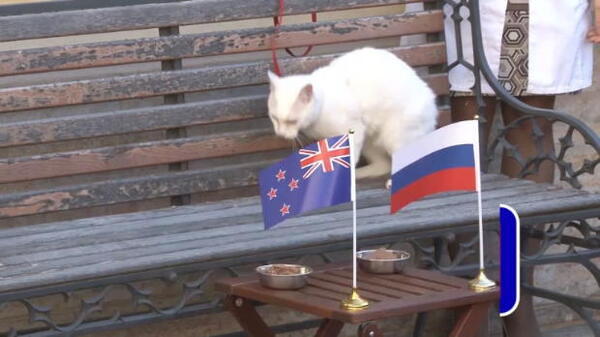 Achilles: the cat predicting the Confederations Cup!